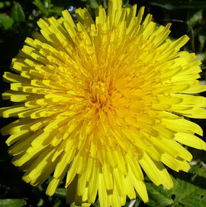 Meet your Posher, Ahnjayla